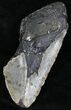 Partial Megalodon Tooth - North Carolina #21699-1
